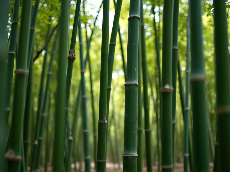 Growing Tall Bamboo Plants: Selection and Care Guide