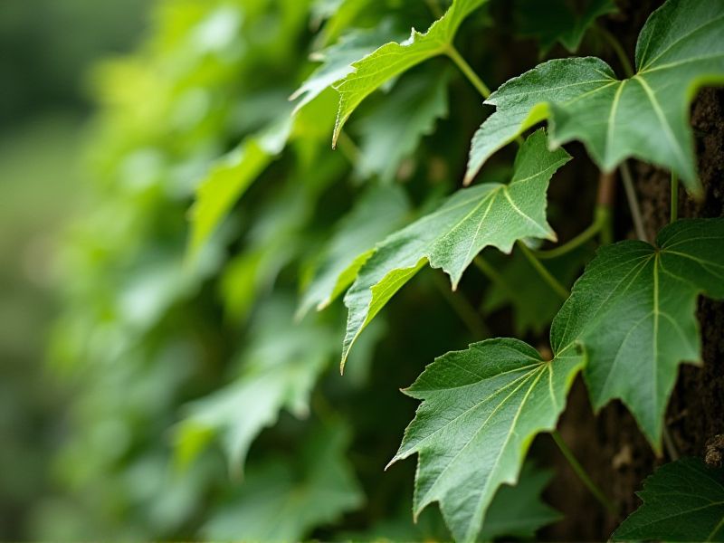 Non-Invasive Climbing Plants: A Guide to Safe Vertical Gardening