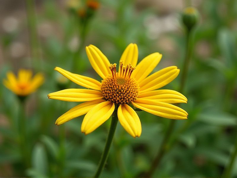 Top Compact Plants Perfect for Small Gardens