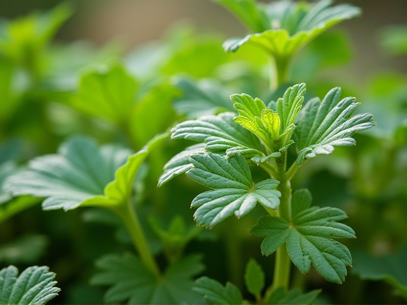 Elevate Your Meals with Flavorful Edible Plants