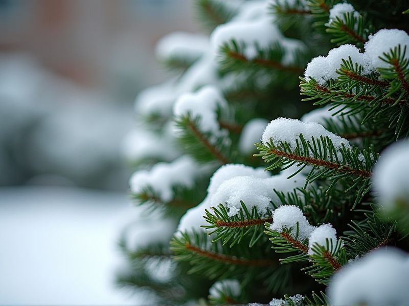 Evergreen Plants That Thrive in Snow: A Guide to Year-Round Greenery