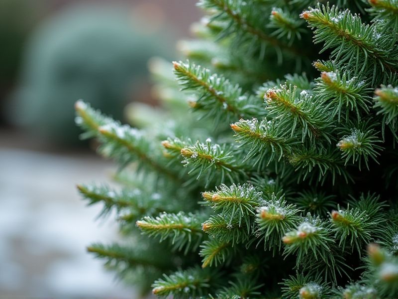 Cold-Resistant Evergreen Plants: Choosing Hardy Varieties for Your Landscape