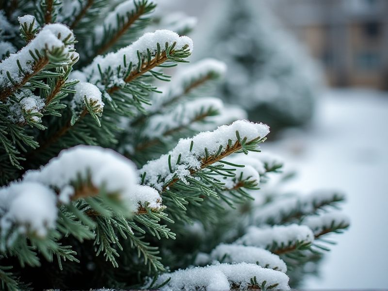 Top Evergreen Plants for Winter Landscapes - Snow-Hardy Selections