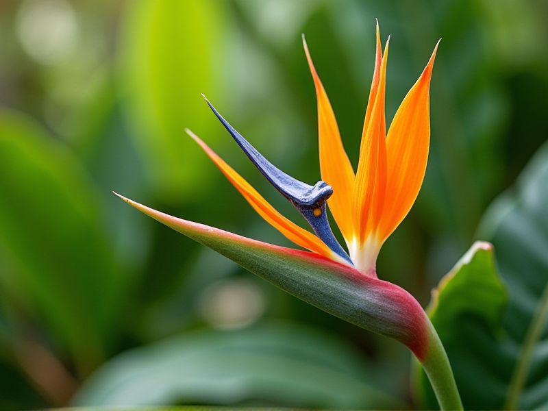 Exotic Pet-Safe Plants: A Guide to Choose the Best Ones for Your Home