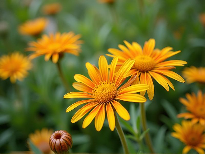 Colorful Foliage Plants: Adding Vibrant Hues to Your Garden