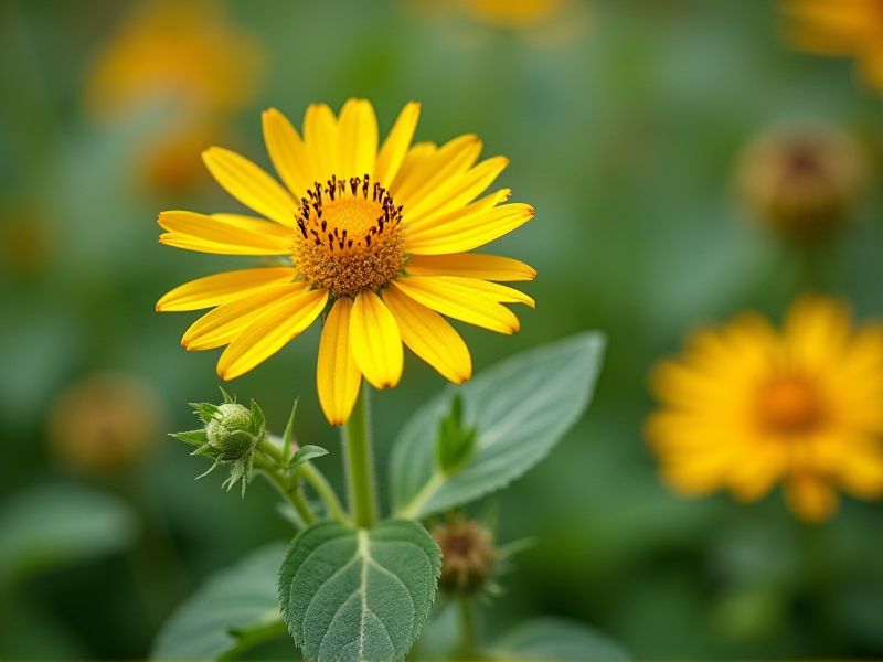 Edible Herbaceous Plants: A Guide to Tasty and Nutritious Varieties