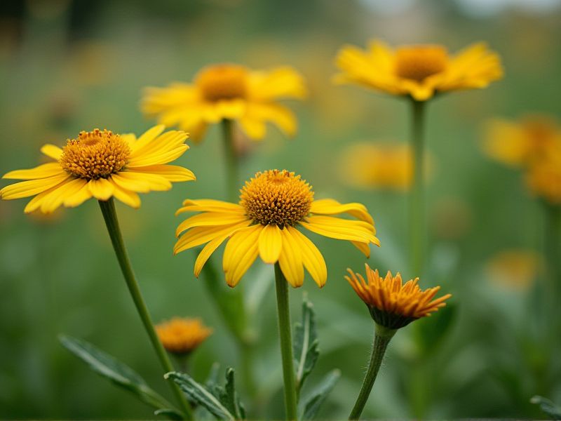 Low Maintenance Herbaceous Plants: A Simple Care Guide