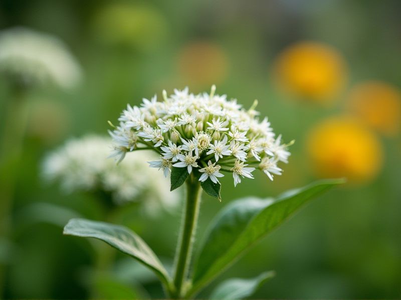Home-Grown Medicinal Plants: Guide to Cultivating and Using Healing Herbs