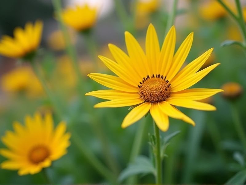 Low-Water Perennial Plants: A Guide to Drought-Resistant Landscaping