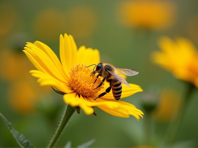 Quick-Growing Plants for a Pollinator-Friendly Garden