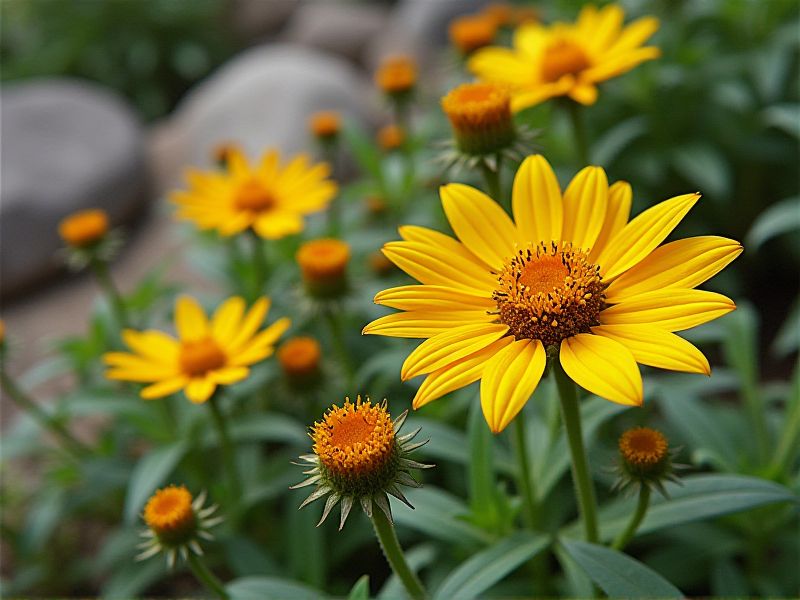 A Guide to Rock Garden Plants That Flourish with Colorful Blooms