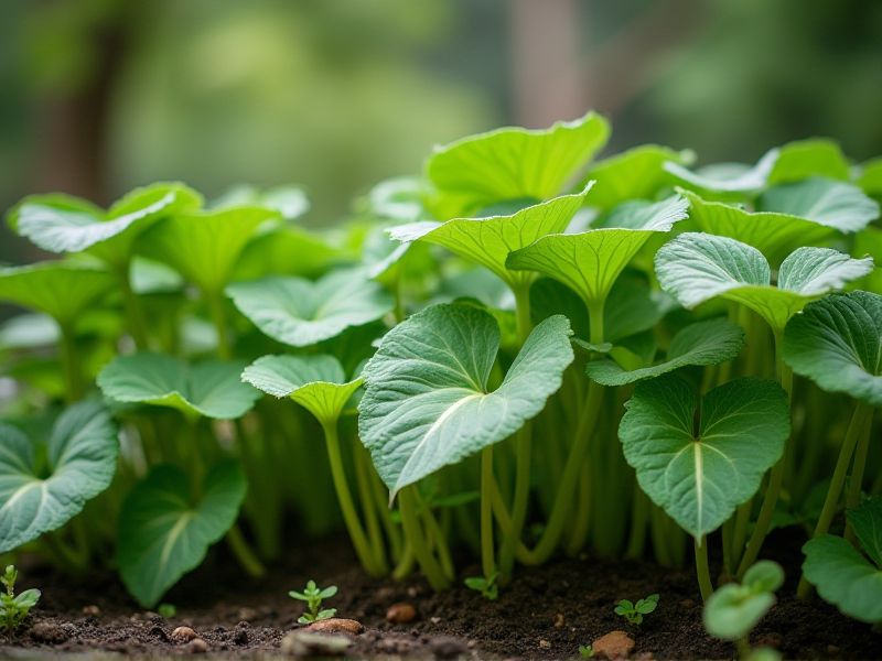 Damp Soil-Loving Shade Plants: A Guide to Choosing the Best Varieties