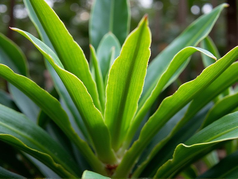 Drought-Resistant Tropical Plants: Cultivating Resilience in Dry Climates