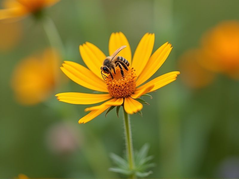Bee-Friendly Wildflower Plants: A Guide to Supporting Pollinators