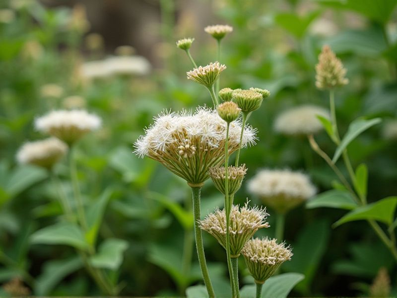 Woodland Plants for Clay Soil: A Guide to Tolerant Species